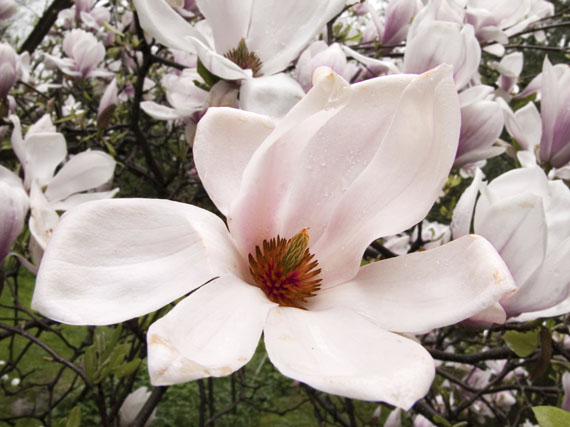 Magnolias que anuncian la primavera (1 parte)